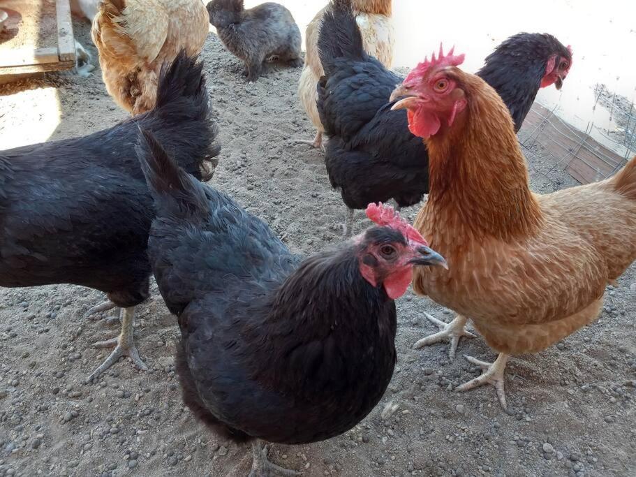 The Goulding Cottage And Farm - 4 Beds, 3 Baths Henrieville Dış mekan fotoğraf